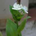 Img.VTax3820.Ex2.Img1