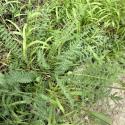 Img.VTax385.Ex1.Img6