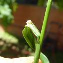 Img.VTax3875.Ex1.Img3