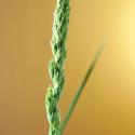 Img.VTax3924.Ex1.Img1