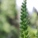 Img.VTax3926.Ex1.Img3