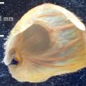 Img.VTax3934.Ex3.Img3