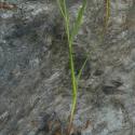 Img.VTax3935.Ex1.Img1