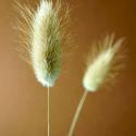 Img.VTax4038.Ex2.Img1