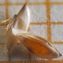 Img.VTax4056.Ex2.Img3