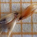 Img.VTax4056.Ex2.Img5