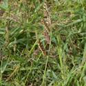 Img.VTax4177.Ex1.Img1