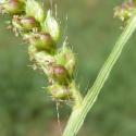 Img.VTax4177.Ex2.Img1