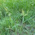 Img.VTax4177.Ex2.Img2