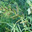 Img.VTax4177.Ex4.Img3