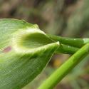 Img.VTax4177.Ex4.Img6