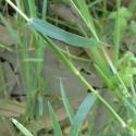 Img.VTax4184.Ex2.Img1