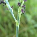 Img.VTax4184.Ex2.Img3