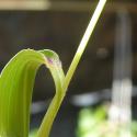 Img.VTax4193.Ex2.Img4