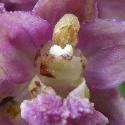 Img.VTax4213.Ex1.Img1