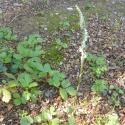 Img.VTax4232.Ex1.Img6
