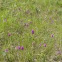 Img.VTax4285.Ex1.Img6