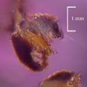 Img.VTax4387.Ex1.Img3