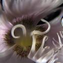 Img.VTax4469.Ex1.Img5