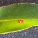 Img.VTax4492.Ex1.Img5