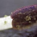 Img.VTax4515.Ex1.Img7
