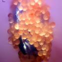 Img.VTax4519.Ex1.Img10