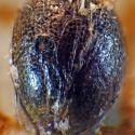 Img.VTax4588.Ex1.Img3