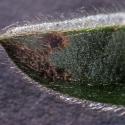 Img.VTax4627.Ex1.Img6