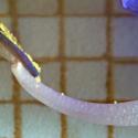 Img.VTax4679.Ex1.Img1