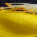 Img.VTax4750.Ex1.Img8