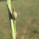Img.VTax4779.Ex2.Img3