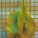 Img.VTax4784.Ex1.Img5