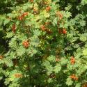 Img.VTax503.Ex1.Img1