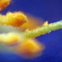Img.VTax603.Ex1.Img8