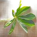 Img.VTax603.Ex1.Img9