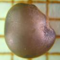 Img.VTax636.Ex1.Img1