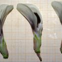 Img.VTax637.Ex1.Img8