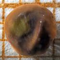Img.VTax657.Ex1.Img10
