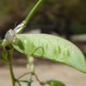 Img.VTax667.Ex1.Img5