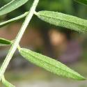 Img.VTax667.Ex1.Img6