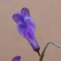 Img.VTax673.Ex3.Img3