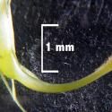 Img.VTax690.Ex1.Img1