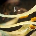 Img.VTax690.Ex1.Img6