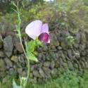 Img.VTax706.Ex1.Img1