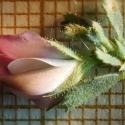 Img.VTax708.Ex2.Img1