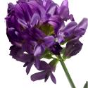 Img.VTax746.Ex2.Img1