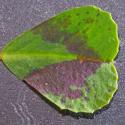 Img.VTax765.Ex3.Img3