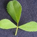 Img.VTax775.Ex3.Img9