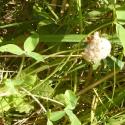 Img.VTax790.Ex2.Img1