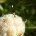Img.VTax790.Ex2.Img9